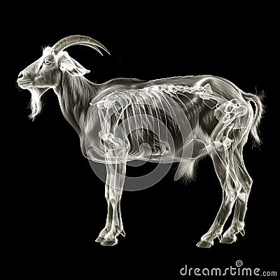 Goat skeletal structure. Goats skeletal system is clearly visible, showcasing bone structure and joints. Stock Photo
