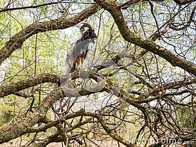 Goat standing on a small branches of a tree high in the air. Self belief and confidence concept. Be brave and push your limits Stock Photo