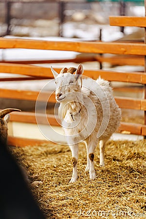 Goat peacefully grazing in field under the warm sunlight, showcasing its beauty and tranquility. Stock Photo