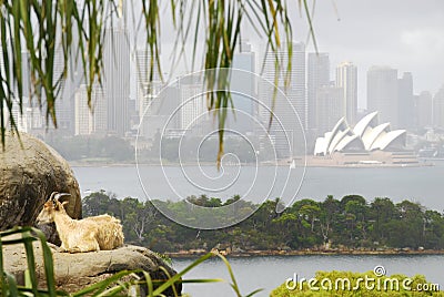 Goat and Sydney Opera House Editorial Stock Photo