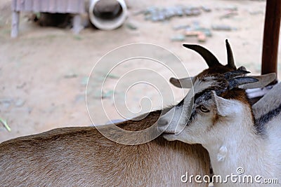 A goat takes side its friend Stock Photo