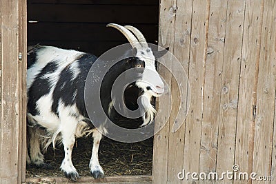 Goat is on the threshold of the house Stock Photo