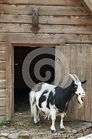 Goat is on the threshold of the house Stock Photo