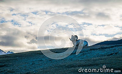 Goat on top of the mountain Stock Photo