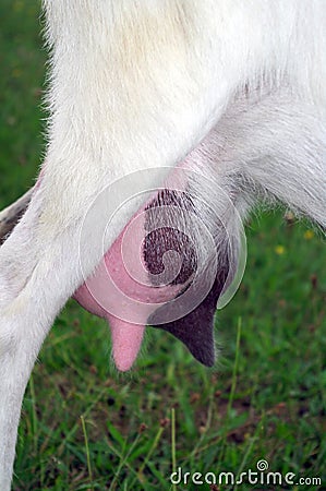 Goat udder Stock Photo