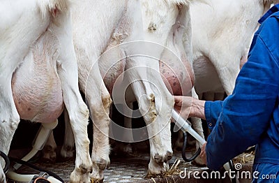 Goat udder and hooves shot from back Stock Photo