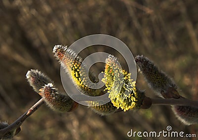 Goat willow (salix caprea) Stock Photo