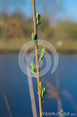 Goat willow tree Stock Photo