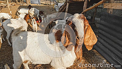 The goat& x27;s eyes stared at us. Stock Photo