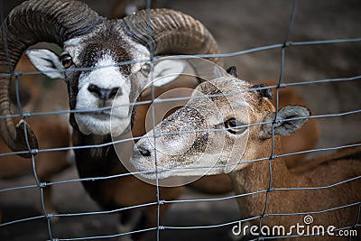 Goat in the zoo or in a farmyard. countryside or village environment, contact zoo or wildlife enclose. Stock Photo