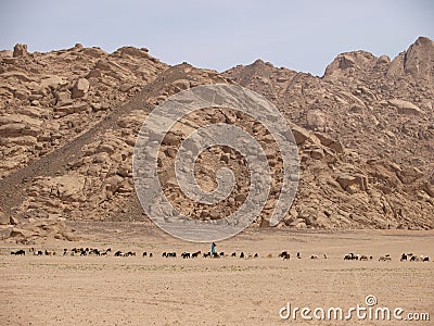 Goatherd with his goats in desert Stock Photo