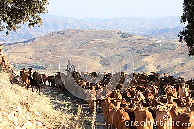 Goatherd with his herd in the Andalusian mountains Editorial Stock Photo