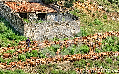 Goatherd with his trip of Malaga goats, alongside ruined cortijo. Editorial Stock Photo