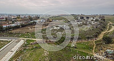 Goatherd walks with herds of goats through countryside Editorial Stock Photo