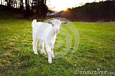 Goatling Stock Photo