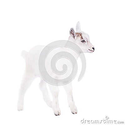 The goatling isolated on white Stock Photo