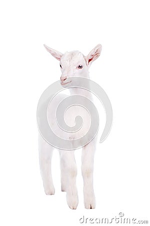 The goatling isolated on white Stock Photo