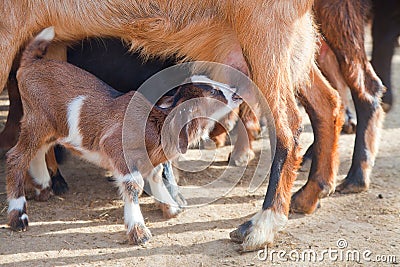 Goatling milking Stock Photo