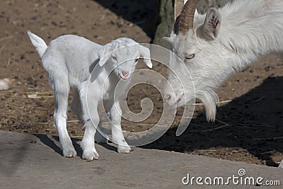 Goatling Stock Photo