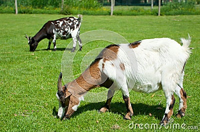 Goatlings on green grass Stock Photo