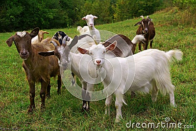 Goats Stock Photo