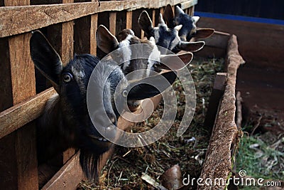 Goats Stock Photo