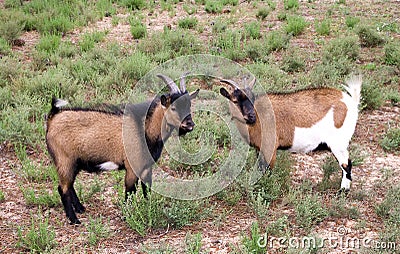 Goats Stock Photo