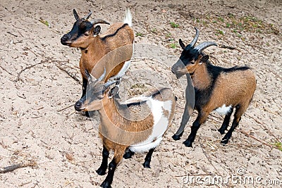 Goats Stock Photo