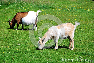 Goats Stock Photo