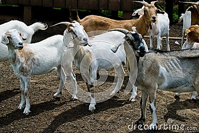 Goats Stock Photo