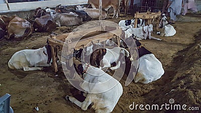 Goats in the animal market During Eid Ul Adha Editorial Stock Photo