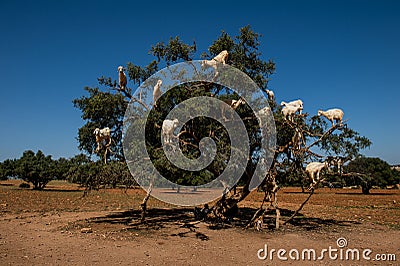 Goats in Argan Argania spinosa tree, Morocco Stock Photo