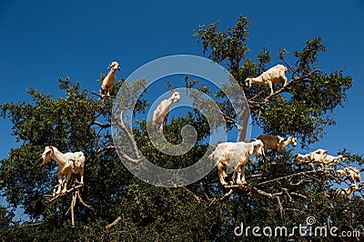 Goats in Argan Argania spinosa tree, Morocco Stock Photo