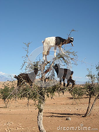Goats in Argan tree, Morocco Stock Photo