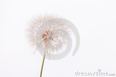 Goats beard flower Stock Photo