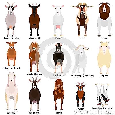 Goats chart with breeds name Vector Illustration