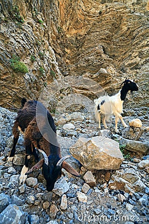 Goats in the cleft of Imbros, Crete Stock Photo