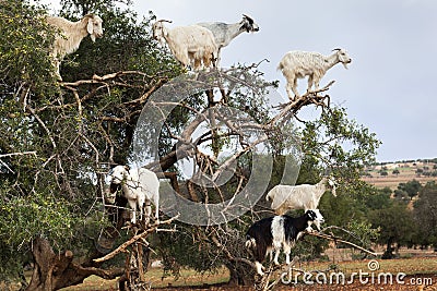 Goats climbing in argan tree Stock Photo