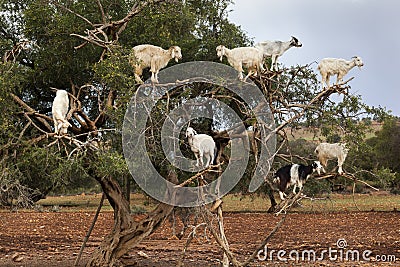 Goats climbing in argan tree Stock Photo