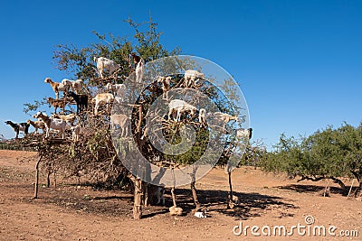 Goats climbing an Argan Tree in Morocco, Africa Stock Photo