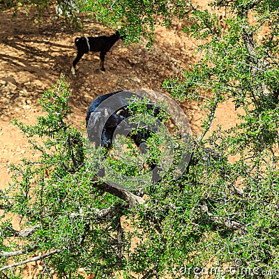 Goats climbing an argan tree to eat the argan nuts Stock Photo