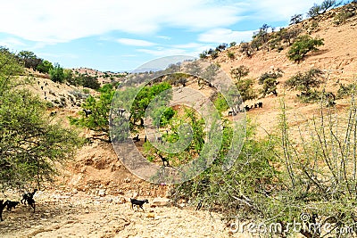 Goats climbing an argan tree to eat the argan nuts Stock Photo