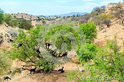 Goats climbing an argan tree to eat the argan nuts Stock Photo