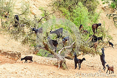 Goats climbing an argan tree to eat the argan nuts Stock Photo