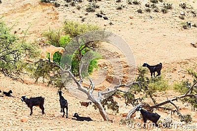Goats climbing an argan tree to eat the argan nuts Stock Photo
