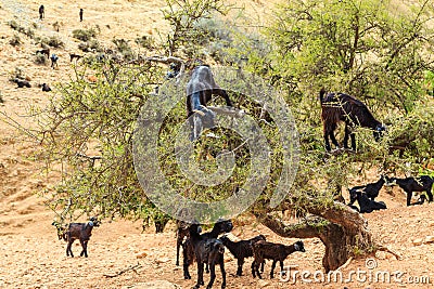 Goats climbing an argan tree to eat the argan nuts Stock Photo