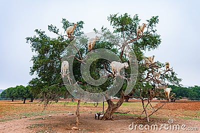 Goats Climbing an Argan Tree along the Road to Essaouira Morocco to Marrakesh Stock Photo