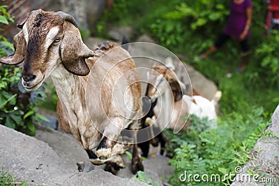 Goats climbing up stairs Stock Photo