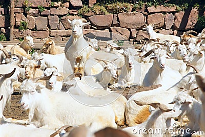 Goats Stock Photo