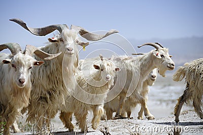 Goats in the desert Stock Photo